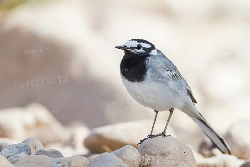 Moroccon Wagtail - Bachstelze - Motacilla alba ssp. subpersonata, Morocco