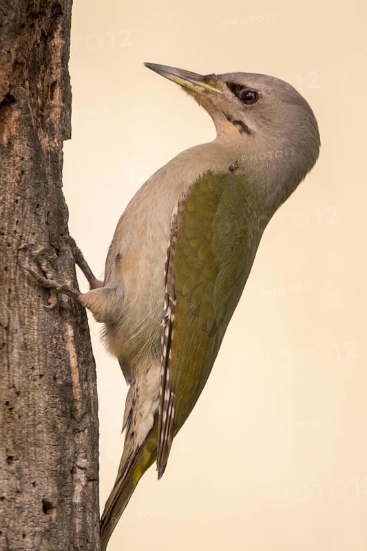 Grey-headed Woodpecker (Picus canus) female climbing up tree, Romania