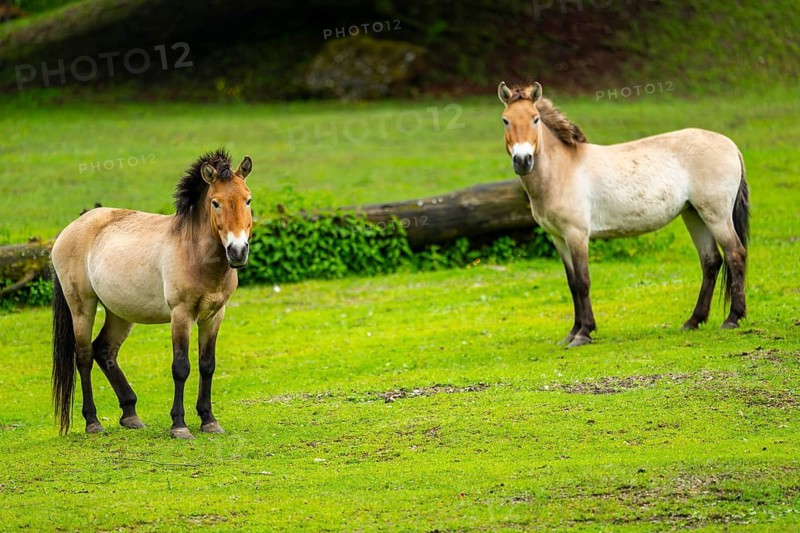 Przewalski's horse (Equus ferus przewalskii) standing on a meadow, Austria, Germany