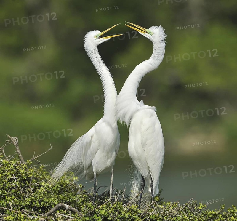 Great Egret (Ardea alba), Texas, USA