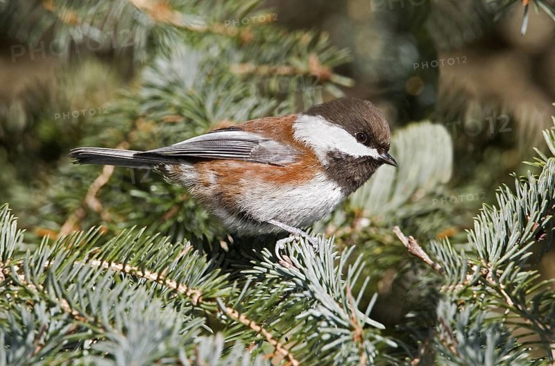 Chestnut-backed Chickadee Poecile rufescens rufescens Seward, Alaska, United States March Adult Paridae