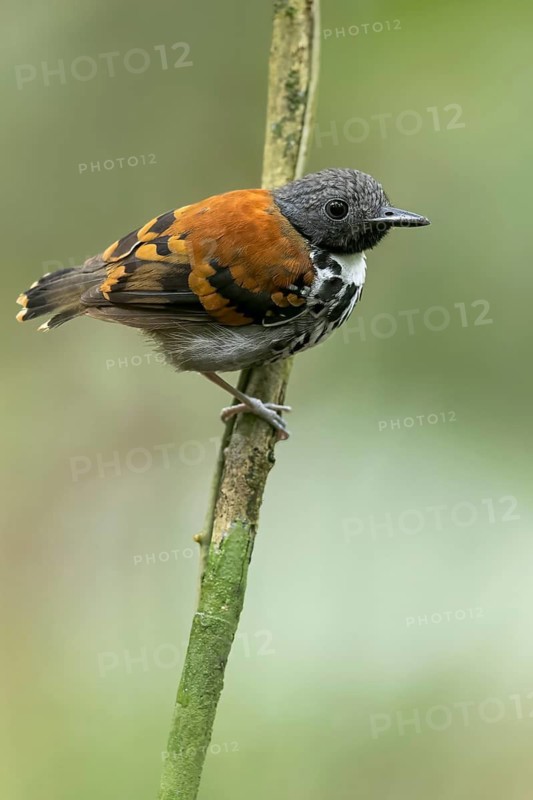 Spotted Antbird (Hylophylax naevioides) perched on a branch in Panama