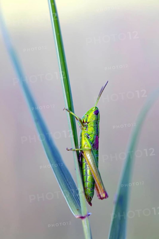Small gold grasshopper, (Euthystira brachyptera), Chrysochraon brachyptera, grasshopper, short-fingered grasshopper, insect, macro Feldberg region, Black Forest, Baden-Württemberg, Federal Republic of Germany