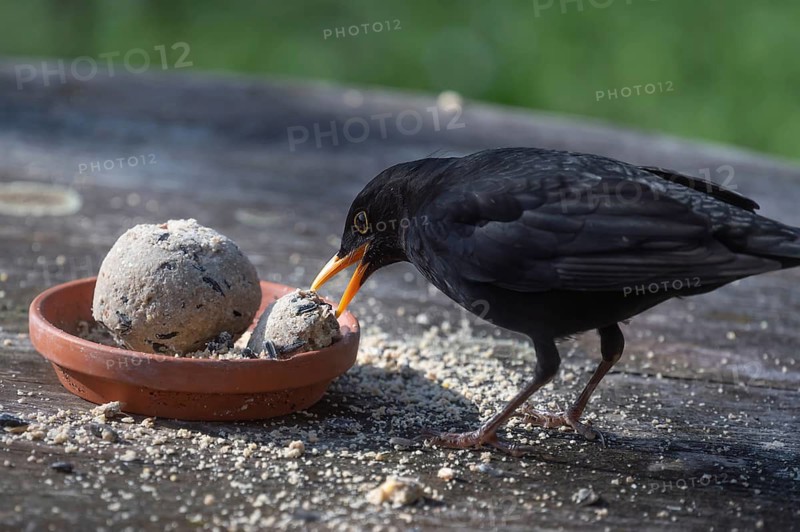 Male blackbird (Turdus) at the feeding place, Bavaria, Germany