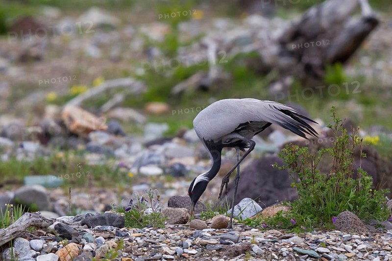 Virgin Crane (Grus virgo) breeding adult bird standing in a riverbed at the bird's nest over two eggs, which it carefully turns with its beak, Lake Khuvsgul, Little Lake Baikal, Mongolia