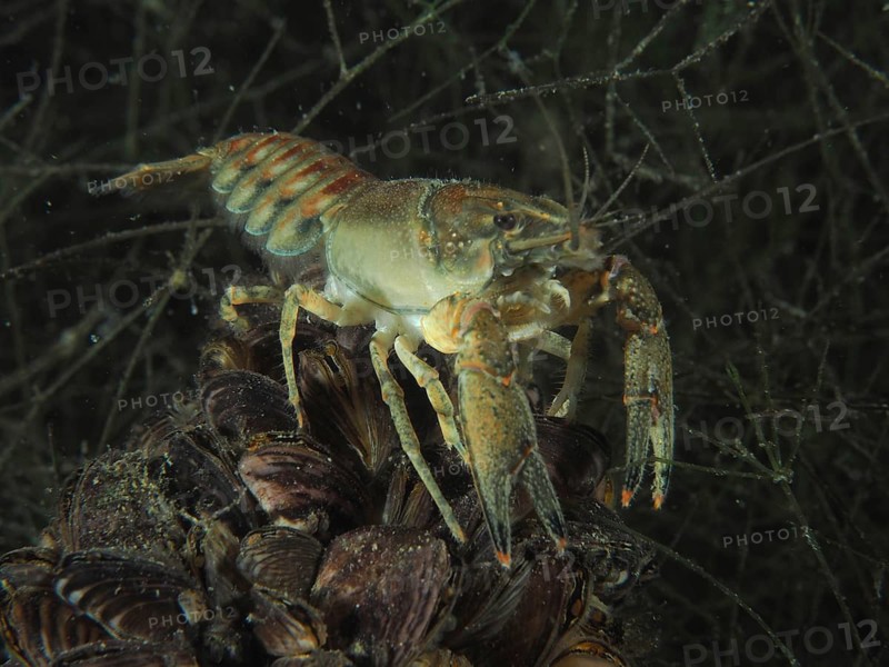 A crayfish (Faxonius limosus), American crayfish, invasive species, sits on a pile of quagga mussels (Dreissena rostriformis bugensis), invasive species, in a clear water, clearly visible. Dive site Wildsau, Berlingen, Lake Constance, Switzerland
