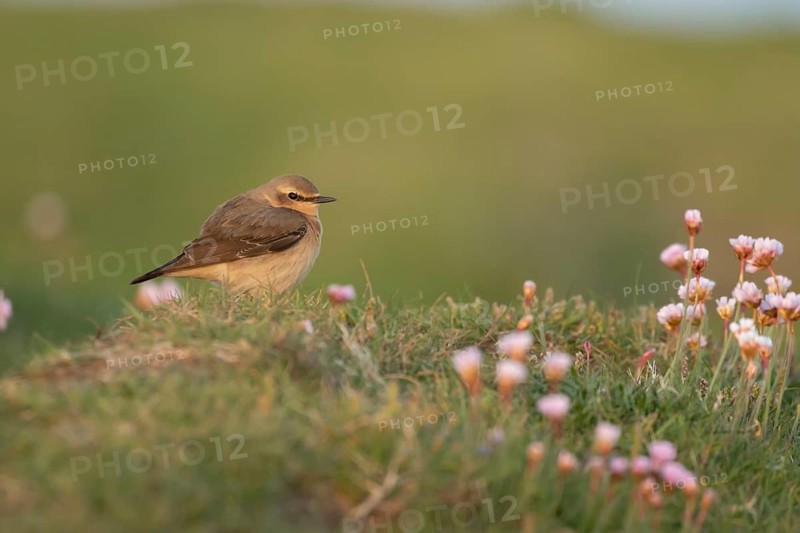 Northern wheatear (Oenanthe oenanthe) adult female bird on a cliff top with flowering Thift plants in spring, Pembrokeshire, Wales, United Kingdom