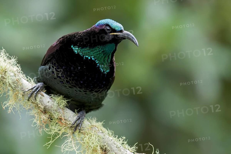 Paradise Riflebird (Ptiloris paradiseus) perched on a branch in eastern Australia