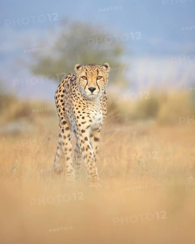 Cheetah (Acinonyx jubatus) walking in grassland, Castile-La Mancha, Spain
