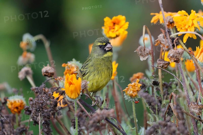 Black-chinned Seedeater (Crithagra scotops), Forest Seedeater, adult, male, foraging, on the lookout, flower, Kirstenbosch Botanical Gardens, Cape Town, South Africa