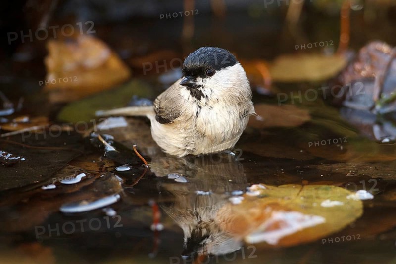 Marsh Tit (Poecile palustris) bathing, Rhineland-Palatinate, Germany