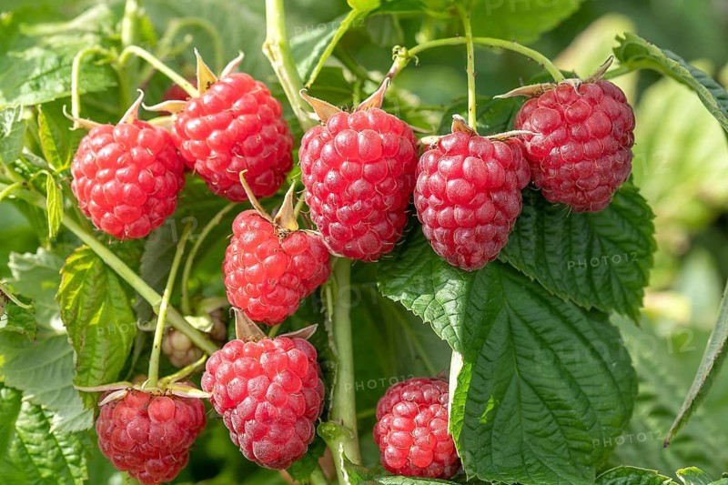 Raspberry (Rubus idaeus 'Little Sweet Sister'), Cambridge Botanical Garden, Germany