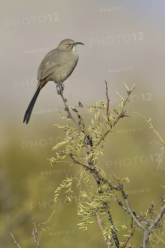 Crissal Thrasher (Toxostoma crissale), New Mexico, USA
