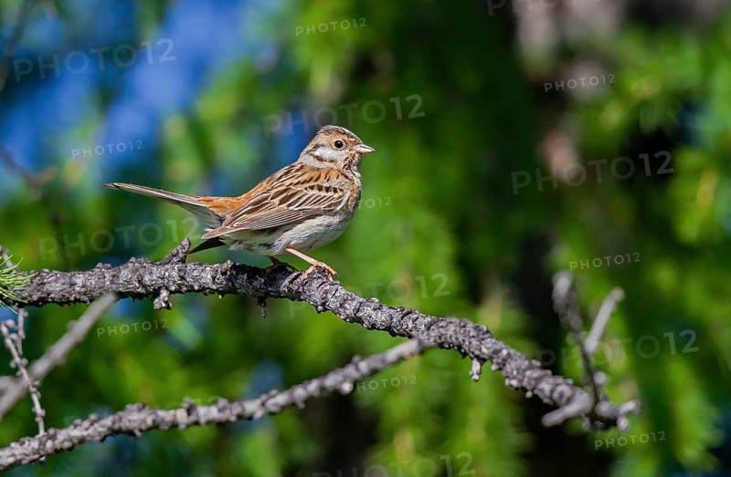 Pine Bunting (Emberiza leucocephalos) female, Huvsgol, Mongolia