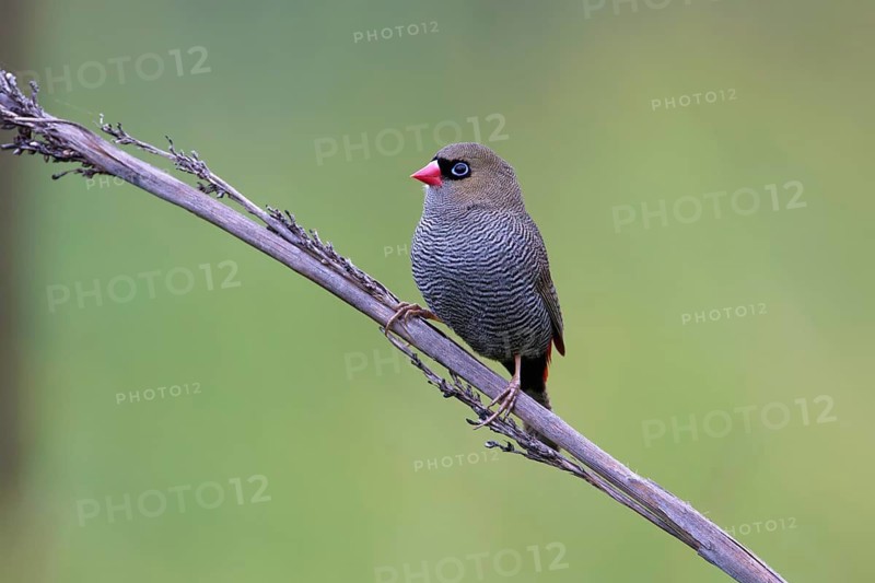 Beautiful Firetail (Stagonopleura bella) perched on a branch, Victoria, Australia