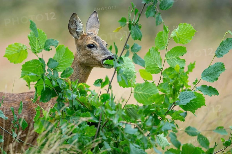 Female roe deer (Capreolus capreolus) in a meadow, grazing on a leaf, feeding, browsing, Vechta, Lower Saxony, Germany