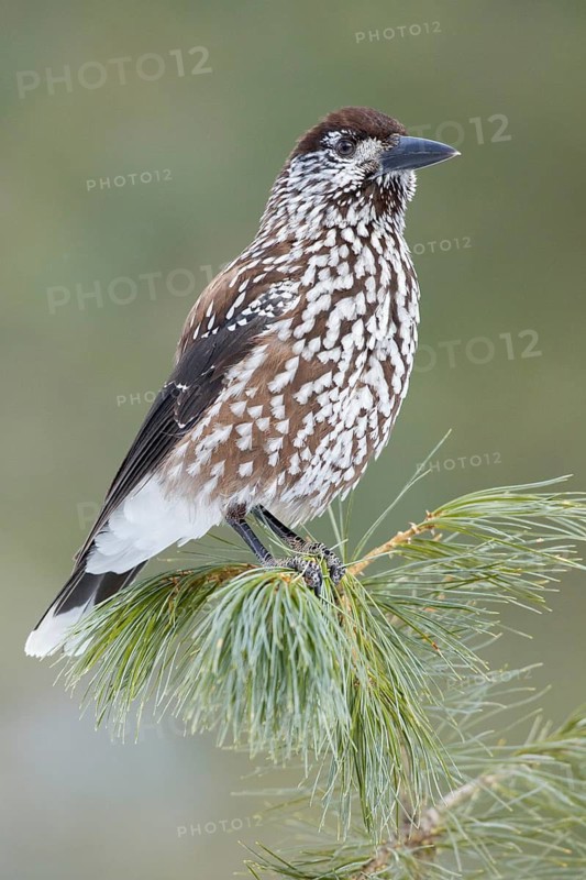 Spotted Nutcracker (Nucifraga caryocatactes), St. Gallen, Switzerland