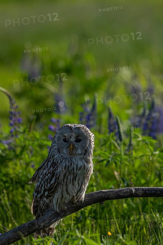 One Ural owl (Strix uralensis) sitting on a branch lying in a field of flowering lupines in late evening light