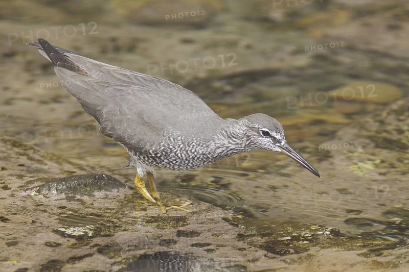 Wandering Tattler (Tringa incana), Ecuador
