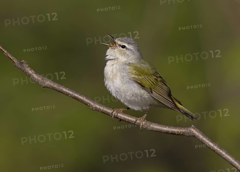 Tennessee Warbler, male