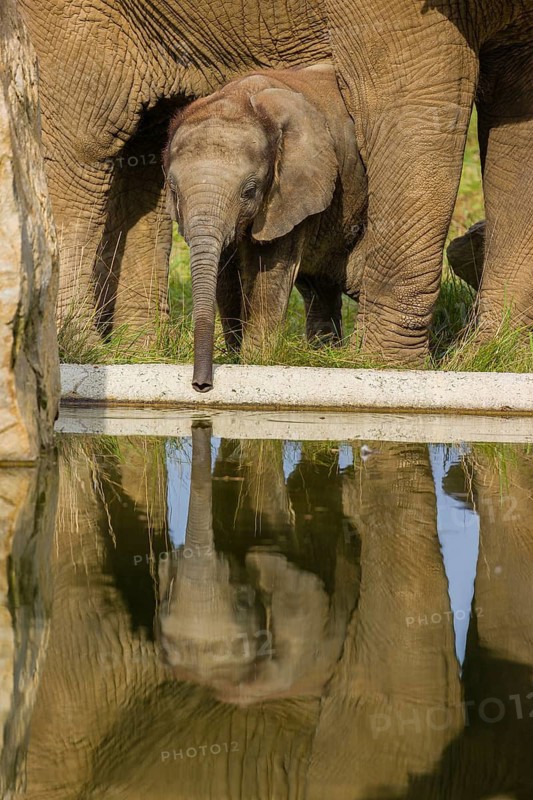 Adult female African elephant (Loxodonta africana) with 4 month old baby at a water hole, with reflection of elephants