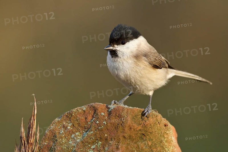 Marsh Tit (Poecile palustris), Rhineland-Palatinate, Germany