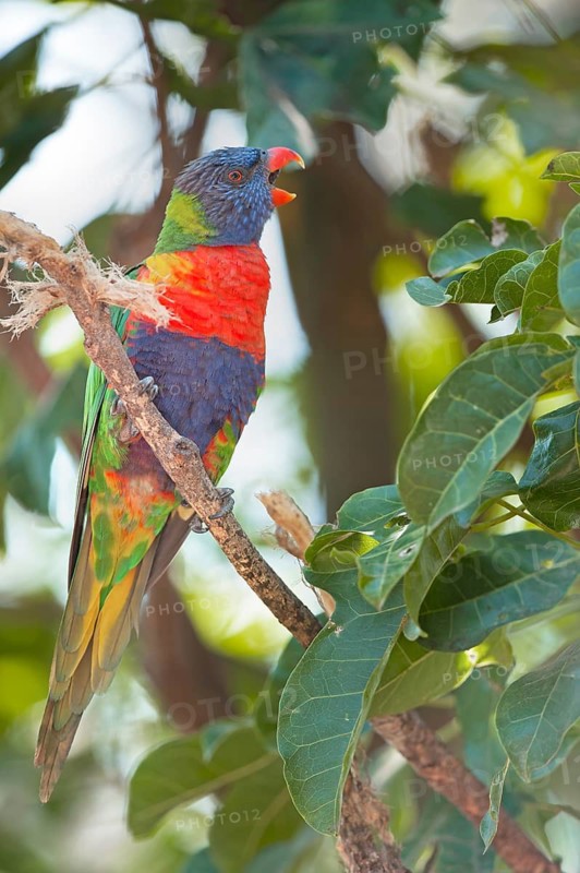 Rainbow Lorikeet (Trichoglossus haematodus) sitting on a twig, Lone Pine Koala Sanctuary, Brisbane, Queensland, Australia