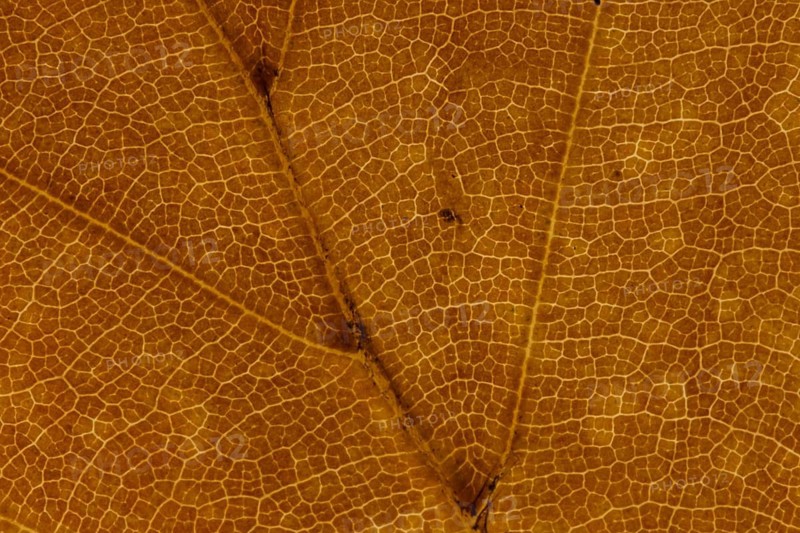 Common beech tree (Fagus sylvatica) close up of a single autumn colour leaf, England, United Kingdom