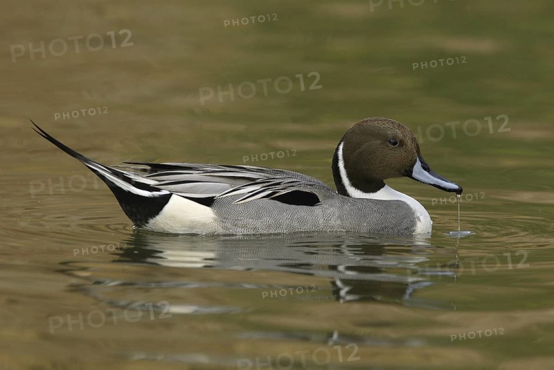Northern Pintail (Anas acuta) male, Arizona, USA
