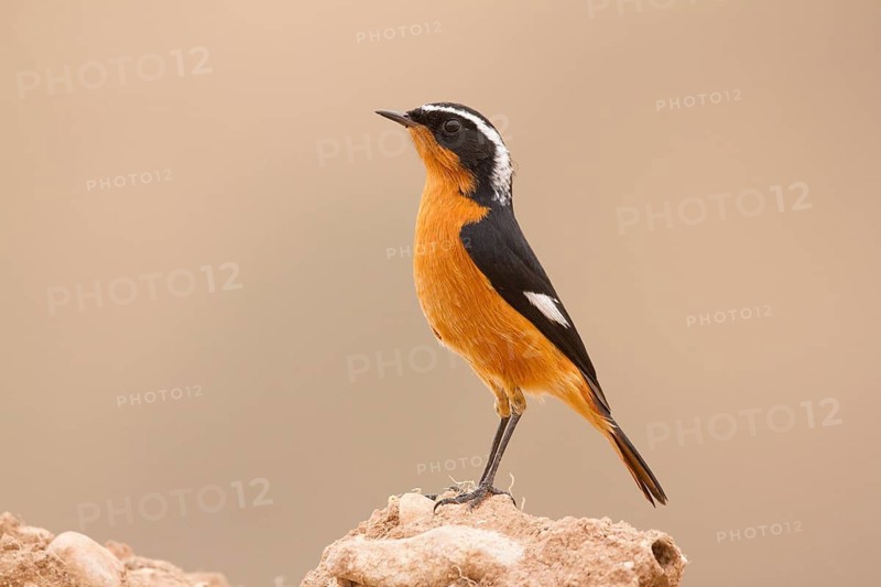 Moussier's Redstart (Phoenicurus moussieri) male, Morocco