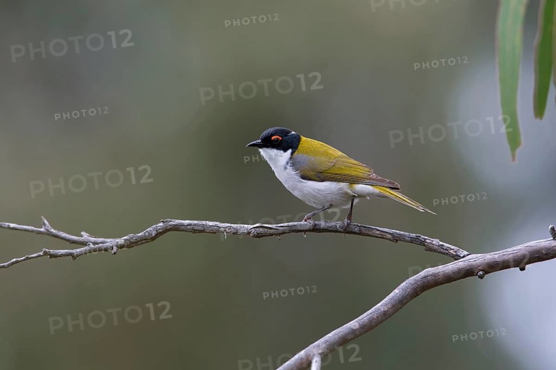 White-naped Honeyeater (Melithreptus lunatus), Victoria, Australia
