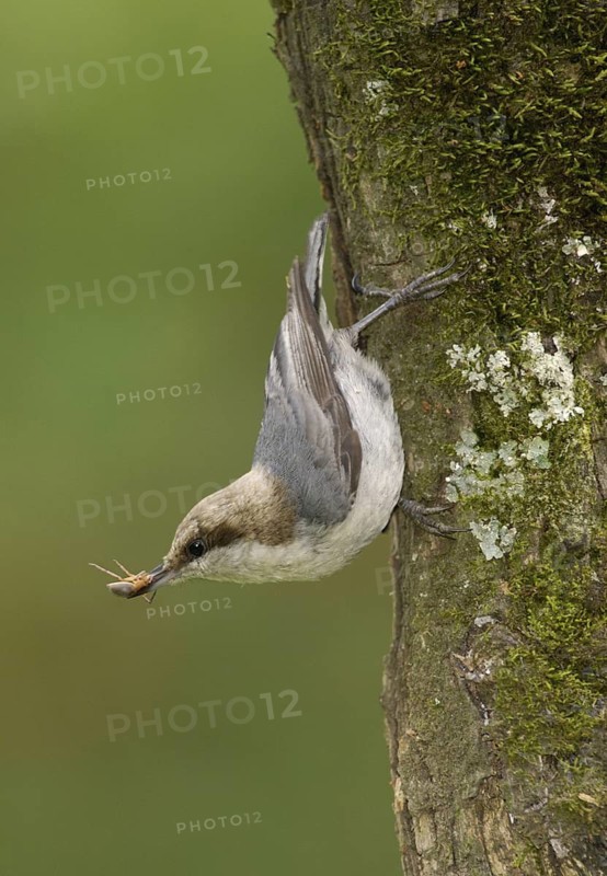 Brown-headed Nuthatch (Sitta pusilla), Texas, USA