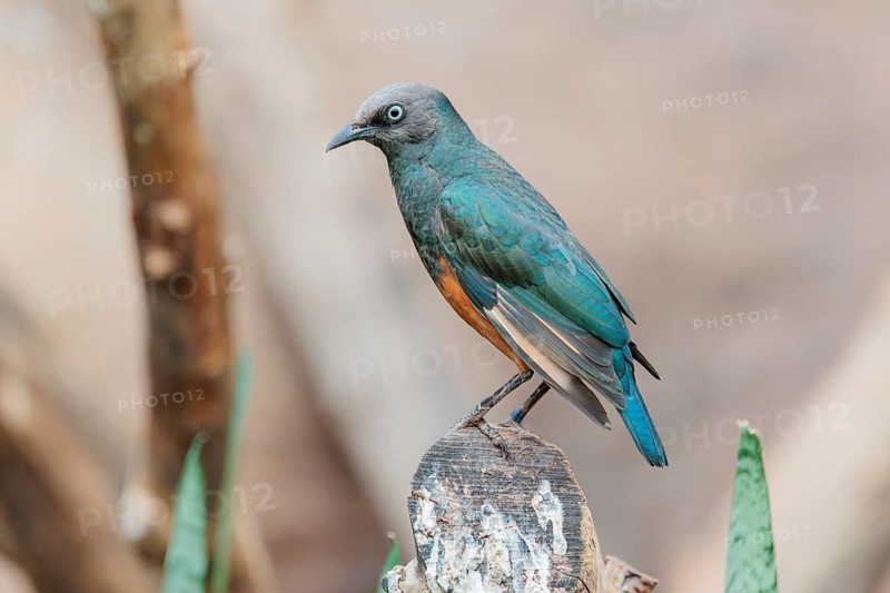 A female red-winged starling (Onychognathus morio) sits on a cut branch. Ethiopia, Kenya, Tanzania, Zambia, Mozambique, Zimbabwe, South Africa