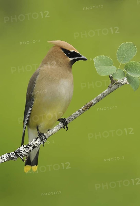 Cedar Waxwing (Bombycilla cedrorum), British Columbia, Canada