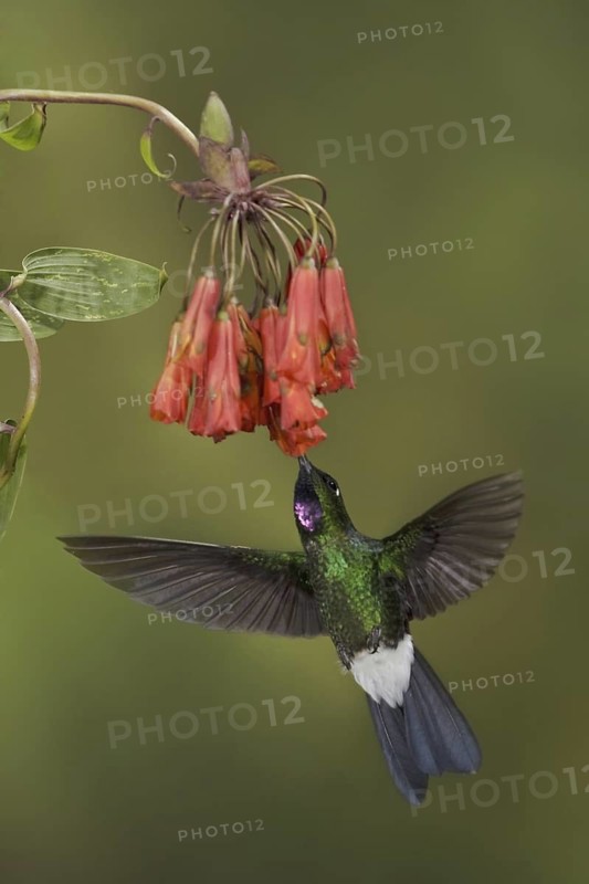 Tourmaline Sunangel (Heliangelus exortis), Ecuador