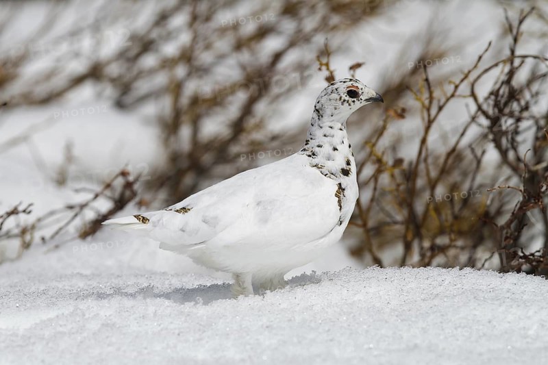 White-tailed Ptarmigan (Lagopus leucura), California, USA