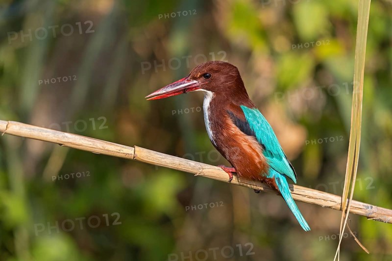 Brown kingfisher, (Halcyon smyrnensis), family of kingfishers, on perch, animals, birds, Israel