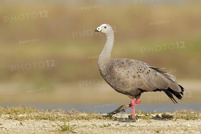 Cape Barren Goose (Cereopsis novaehollandiae), Victoria, Australia