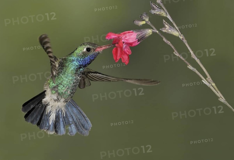 Broad-billed Hummingbird (Cynanthus latirostris), Arizona, USA