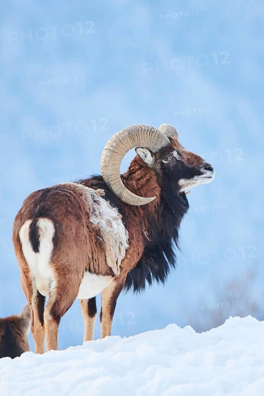 European mouflon (Ovis aries musimon) ram on a snowy meadow in the mountains in tirol, Kitzbühel, Wildpark Aurach, Austria