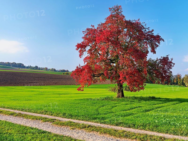 Red discoloured pear tree (Pyrus), standing in a meadow, Beinwil, Freiamt, Canton Aargau, Switzerland