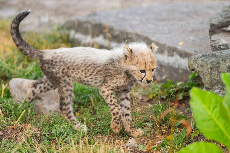 Cheetah (Acinonyx jubatus) youngster walking on a meadow, captive, occurrence Africa