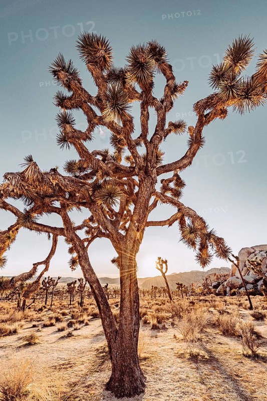Sunset in Joshua Tree National Park