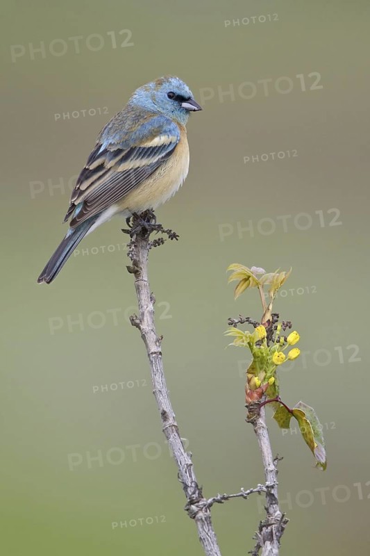 Lazuli Bunting (Passerina amoena), British Columbia, Canada
