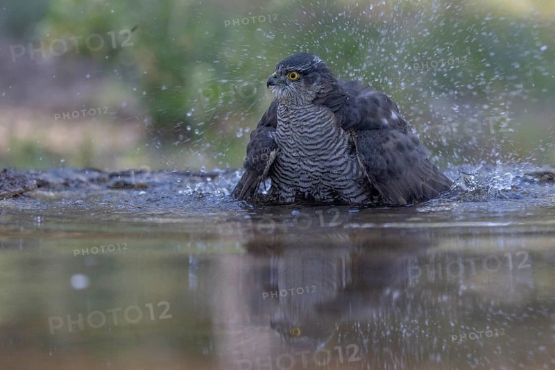 Sparrowhawk (Accipiter nisus), bathing, Catalonia, Spamia