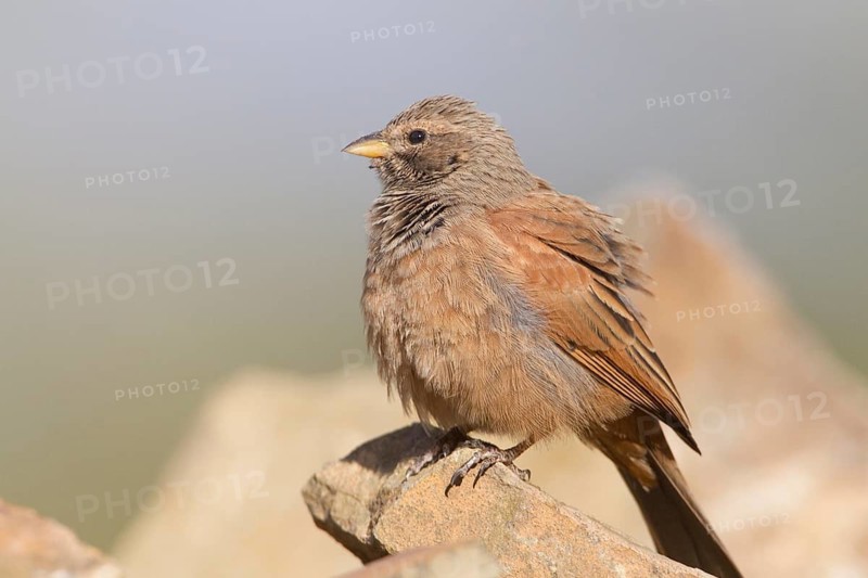 House Bunting (Emberiza sahari) female, Morocco