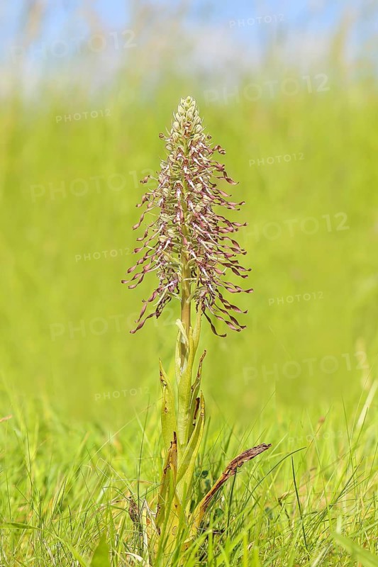 Goat's tongue (Himantoglossum hircinum), with open white-purple flowers, orchids, orchid, orchid plant, nature photography, Koppelstein nature reserve, Lahnstein, Rhineland-Palatinate, Germany