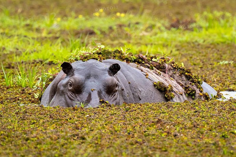 Hippopotamus (Hippopatamus amphibius) hiding in the swamp, Xakanaxa, Okavango Delta, Moremi Game Reserve, Botswana