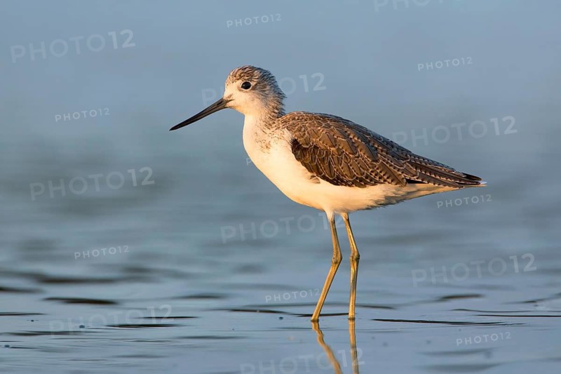Common Greenshank (Tringa nebularia), Victoria, Australia