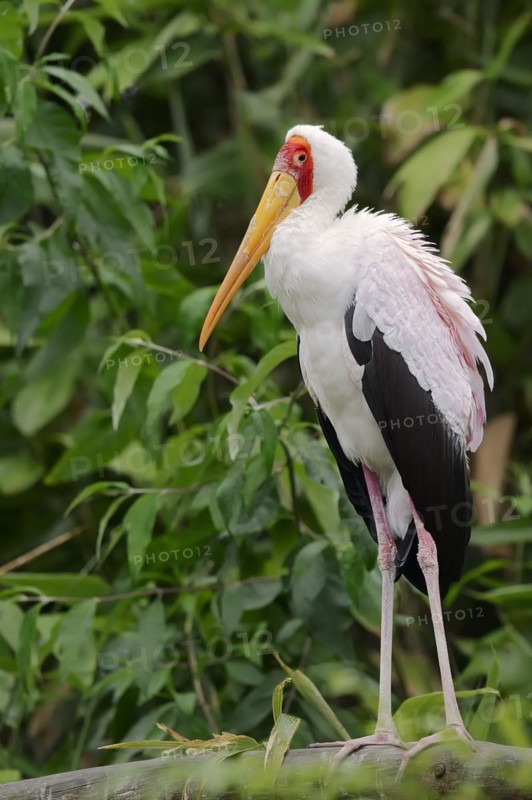 African yellow-billed stork (Mycteria ibis), captive, occurrence in Africa